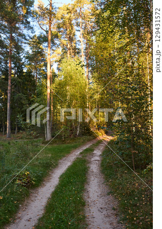 Serene Forest Path in Golden Hour Light Serene Forest Path in Golden Hour Light 129431572