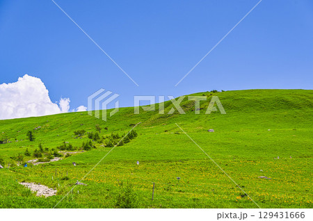 夏のニッコウキスゲ咲く霧ヶ峰高原 129431666