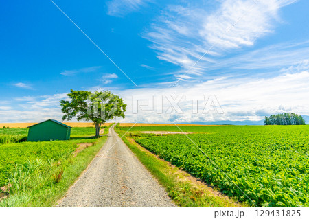 夏の美瑛　北海道旭川市 129431825