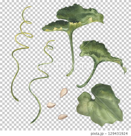Pumpkin green leaves, stems and seeds. The watercolor illustration is hand-drawn, isolated on a white background. For packaging design, autumn printing, harvest festival, Thanksgiving, postcards Pumpkin green leaves, stems and seeds. The watercolor illustration is hand-drawn, isolated on a white background. For packaging design, autumn printing, harvest festival, Thanksgiving, postcards 129431924