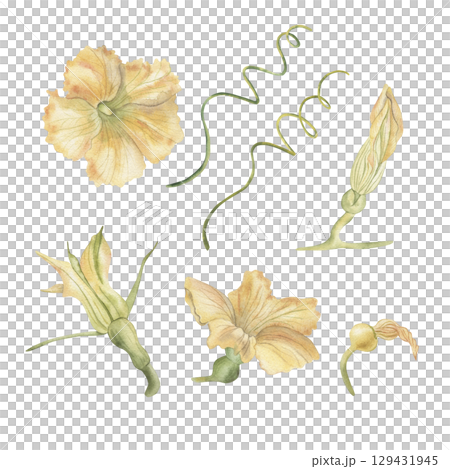 Yellow and orange pumpkin flowers and stems. Watercolor illustration of the plant is hand-drawn with watercolors in a botanical style. For packaging design, autumn printing, harvest festival, cards Yellow and orange pumpkin flowers and stems. Watercolor illustration of the plant is hand-drawn with watercolors in a botanical style. For packaging design, autumn printing, harvest festival, cards 129431945