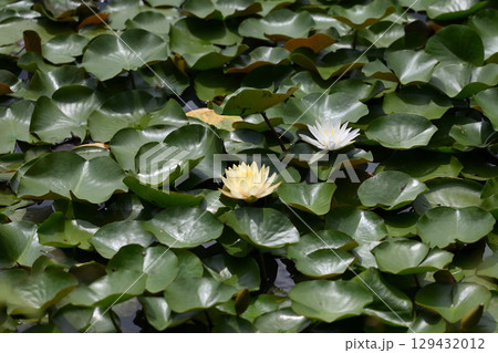 照南湖ビオパークの睡蓮（福島県福島市土湯温泉町） 129432012