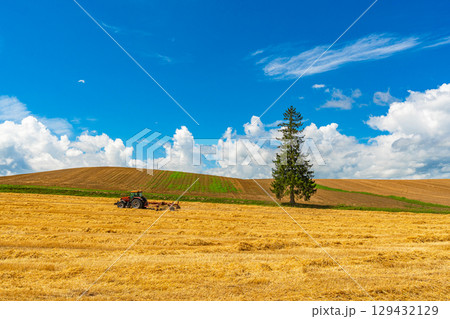 夏のクリスマスツリーの木 美瑛 北海道 旭川 夏のクリスマスツリーの木 美瑛 北海道 旭川 129432129
