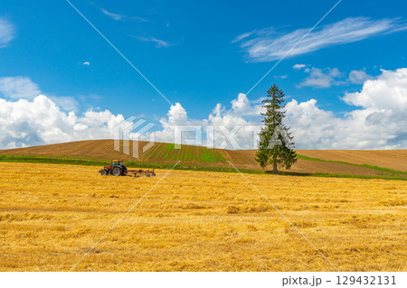 夏のクリスマスツリーの木　美瑛　北海道　旭川 129432131