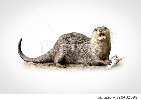 River otter with wet fur holding a fish in its paws, mouth open as if calling, captured in a dynamic wildlife moment on a white background. 129432599