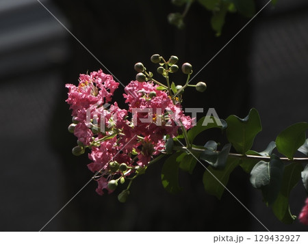 暗闇に浮かび上がるピンクのサルスベリの花 129432927