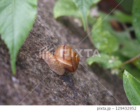 カタツムリ カタツムリ 129432952