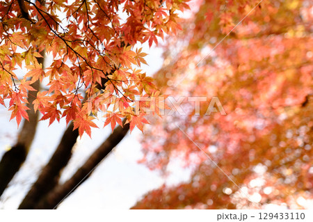 真っ赤な紅葉 129433110