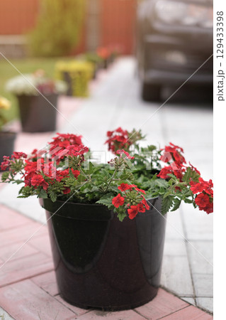 A flower pot with red blooming flowers on tiled sidewalk in the yard by a parked car. Gardening and breeding of plant varieties for landscape planting. 129433398