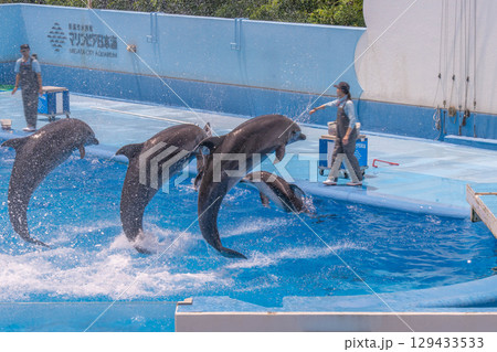 新潟市水族館マリンピア日本海のダイナミックなイルカショー 新潟市水族館マリンピア日本海のダイナミックなイルカショー 129433533