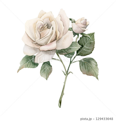 Rose on stem with bud and leaves. White garden flower arrangement. Watercolor hand painted floral isolated illustration for wedding design mother's day card home textile fabric crockery label logo 129433648