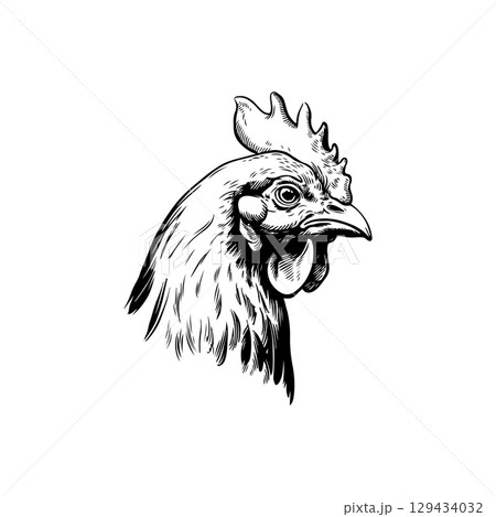 Retro engraving illustration of chicken head. Vector illustration 129434032