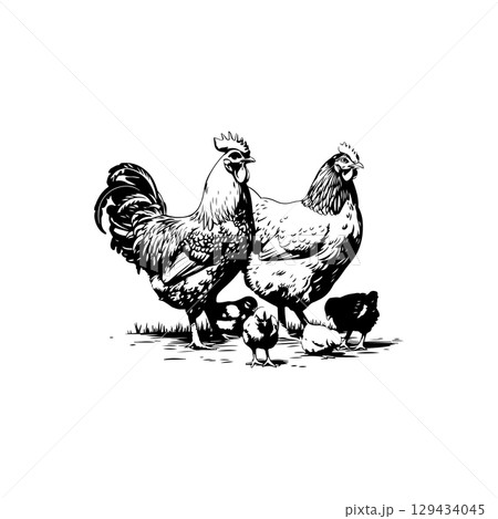 Retro engraving illustration of chicken in farmers yard. Vector illustration Retro engraving illustration of chicken in farmers yard. Vector illustration 129434045