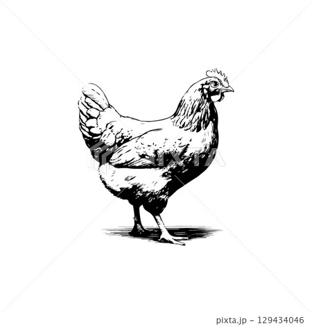 Retro engraving illustration of chicken in farmers yard. Vector illustration 129434046