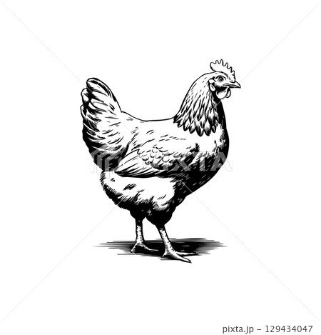 Retro engraving illustration of chicken in farmers yard. Vector illustration 129434047