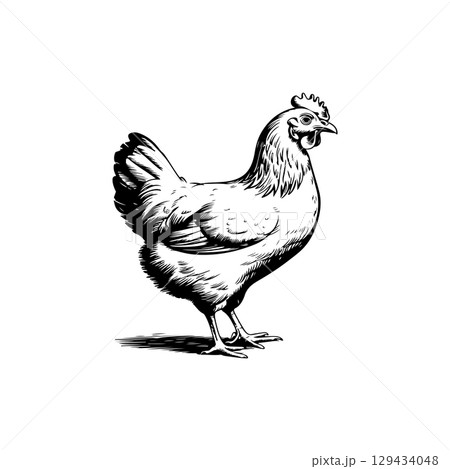 Retro engraving illustration of chicken in farmers yard. Vector illustration 129434048