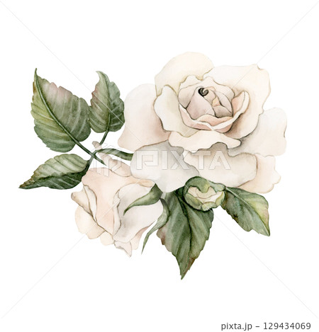 Roses with buds and leaves. White garden flower arrangement. Watercolor hand painted floral isolated illustration for wedding design mother's day card home textile fabric porcelain crockery label logo 129434069