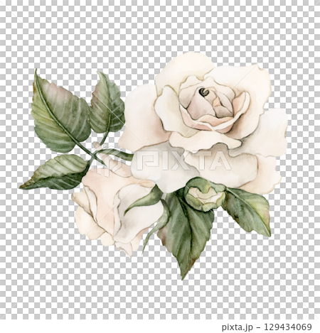 Roses with buds and leaves. White garden flower arrangement. Watercolor hand painted floral isolated illustration for wedding design mother's day card home textile fabric porcelain crockery label logo 129434069