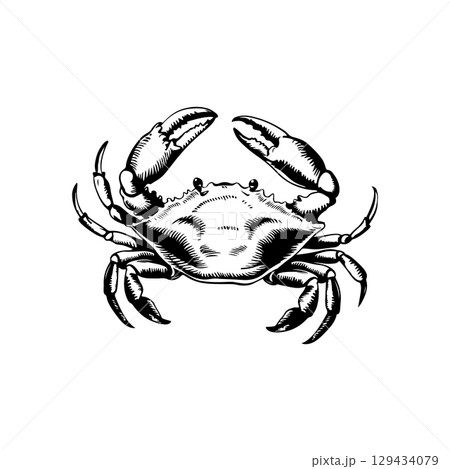 Vintage engraving illustration of crab. Seafood emblem with crab. Vector crab illustration Vintage engraving illustration of crab. Seafood emblem with crab. Vector crab illustration 129434079