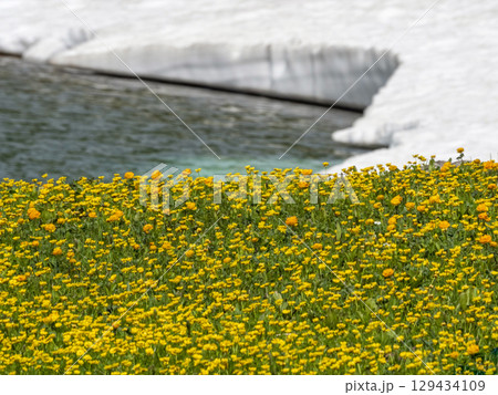 Sunny beautiful flower meadow in the glacier Sunny beautiful flower meadow in the glacier 129434109