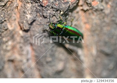 タマムシ 129434356