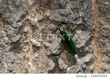 タマムシ 129434364