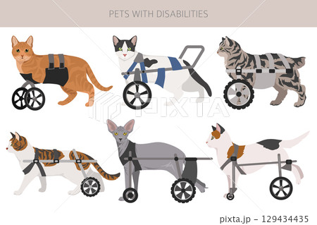 Disabled animals clipart. Injured cats in a wheelchairs. Cats with a disabilities Disabled animals clipart. Injured cats in a wheelchairs. Cats with a disabilities 129434435