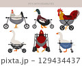 Pets disabilities_dogs wheelchair_1 129434437