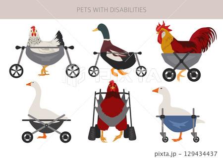 Pets disabilities_dogs wheelchair_1 129434437