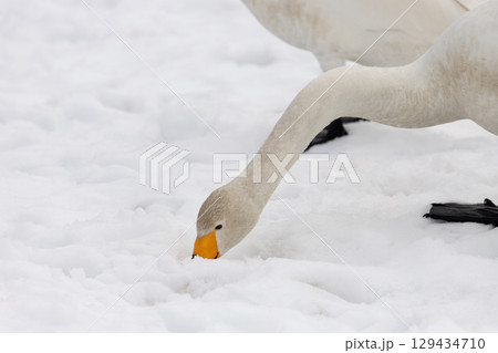 雪上で採食行動するオオハクチョウ 雪上で採食行動するオオハクチョウ 129434710