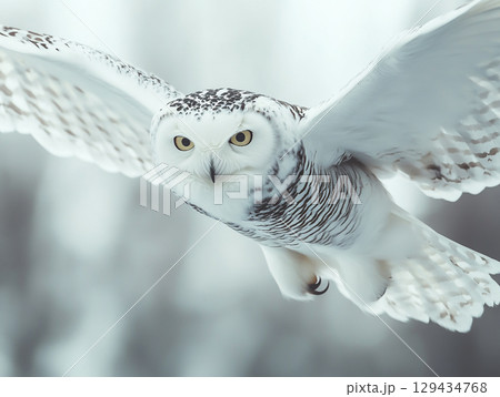 A magnificent snowy owl glides through a snowstorm, its powerful wings spread wide. Its piercing yellow eyes stare ahead. 129434768