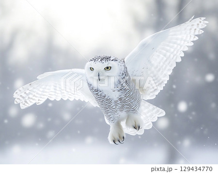A magnificent snowy owl glides through a snowstorm, its powerful wings spread wide. Its piercing yellow eyes stare ahead. 129434770