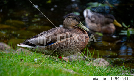 Mallard duck resting gracefully by the water in a serene natural environment Mallard duck resting gracefully by the water in a serene natural environment 129435430