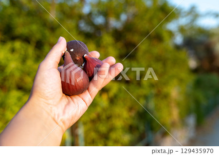 Fresh figs in hand with blurred garden background Fresh figs in hand with blurred garden background 129435970