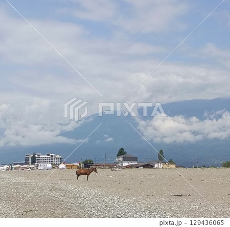 A brown horse in a quiet mood standing alone on a pebble beach, representing freedom and solitude, against a mountain and sea background 129436065