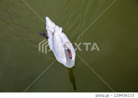 Graceful swan swimming in calm water. Graceful swan swimming in calm water. 129436115