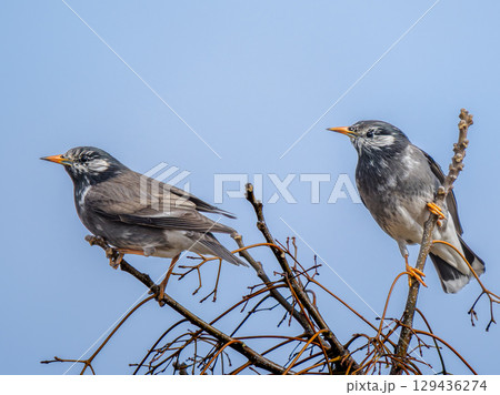 枝にとまるムクドリ 枝にとまるムクドリ 129436274
