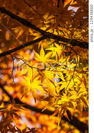 国営武蔵丘陵森林公園の紅葉 129436660