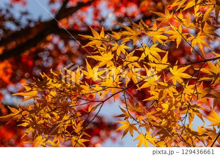 国営武蔵丘陵森林公園の紅葉 国営武蔵丘陵森林公園の紅葉 129436661
