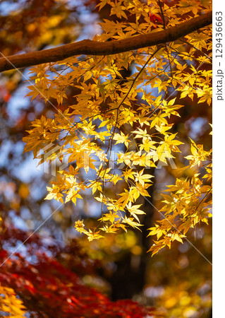 国営武蔵丘陵森林公園の紅葉 国営武蔵丘陵森林公園の紅葉 129436663