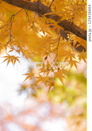国営武蔵丘陵森林公園の紅葉 国営武蔵丘陵森林公園の紅葉 129436664