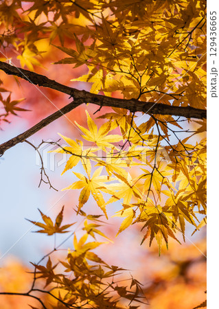 国営武蔵丘陵森林公園の紅葉 国営武蔵丘陵森林公園の紅葉 129436665