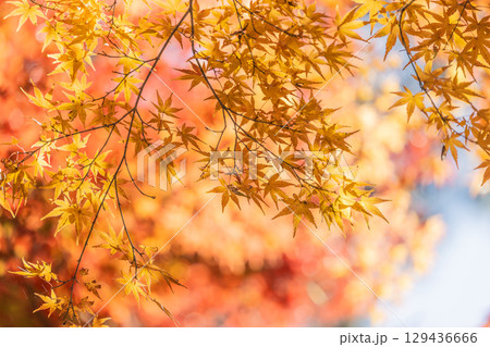 国営武蔵丘陵森林公園の紅葉 129436666