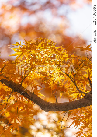 国営武蔵丘陵森林公園の紅葉 129436668