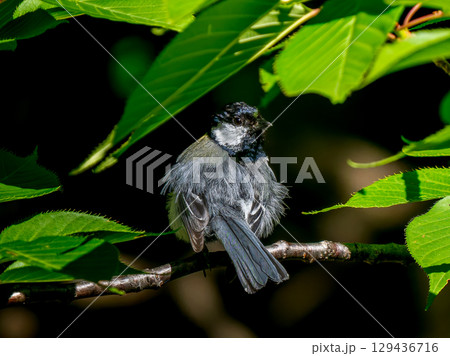 枝にとまるシジュウカラ 129436716