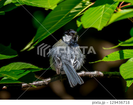 枝にとまるシジュウカラ 129436718