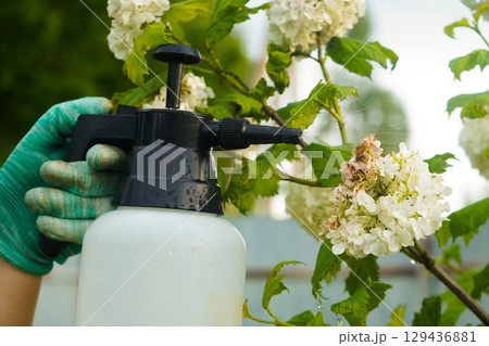 Within a vibrant garden, a person sprays a protective liquid, with viburnum leaves damaged in a detailed view. 129436881
