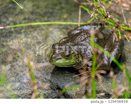 水辺のウシガエル 水辺のウシガエル 129436939
