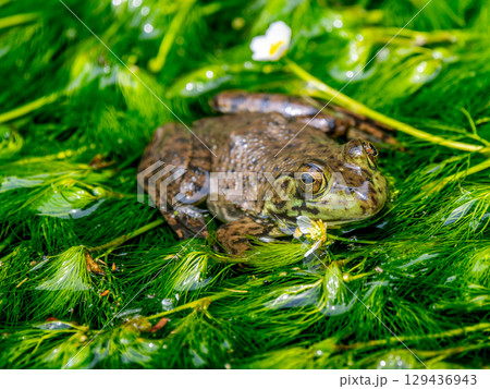 水辺のウシガエル 129436943