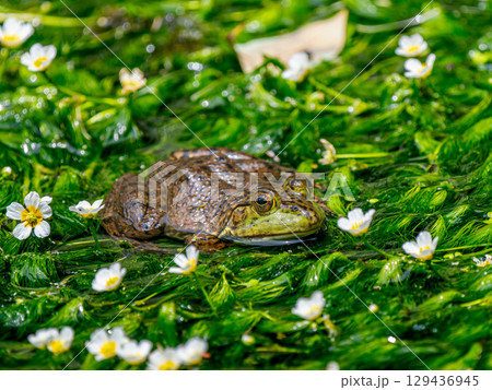 水辺のウシガエル 129436945